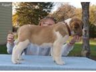 Saint Bernard Puppy for sale in Armour, SD, USA