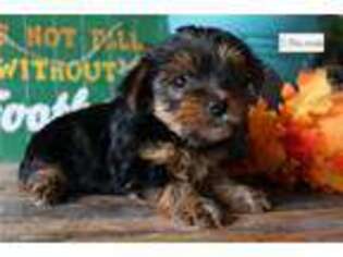 Yorkshire Terrier Puppy for sale in Battle Creek, MI, USA