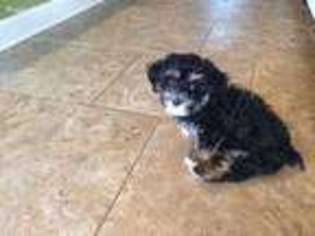 Poovanese Puppy for sale in Benton, AR, USA