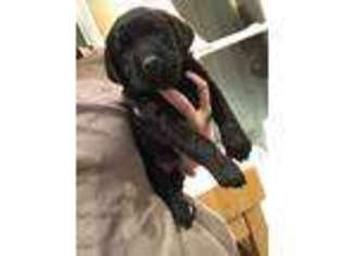 Labrador Retriever Puppy for sale in Burlington, VT, USA