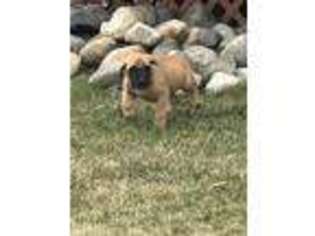 Mastiff Puppy for sale in Palmer, AK, USA