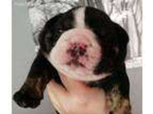 Bulldog Puppy for sale in Camby, IN, USA