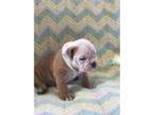 Olde English Bulldogge Puppy for sale in Center Point, TX, USA