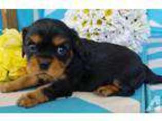 Cavalier King Charles Spaniel Puppy for sale in LA JOLLA, CA, USA