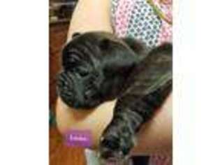 French Bulldog Puppy for sale in Lindale, TX, USA