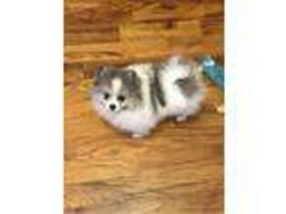 Pomeranian Puppy for sale in Osceola, MO, USA