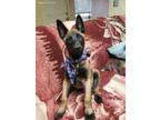 Belgian Malinois Puppy for sale in Los Osos, CA, USA