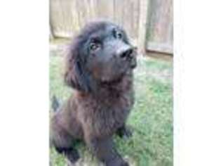 Newfoundland Puppy for sale in Huffman, TX, USA