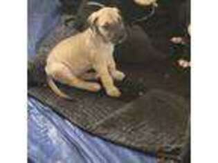 Great Dane Puppy for sale in Enumclaw, WA, USA