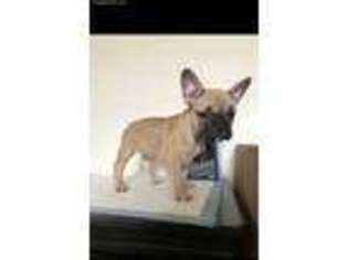 French Bulldog Puppy for sale in Harbor City, CA, USA
