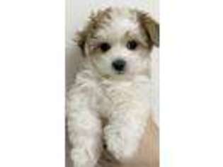 Mutt Puppy for sale in Yonkers, NY, USA