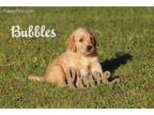Golden Retriever Puppy for sale in Claremont, NH, USA