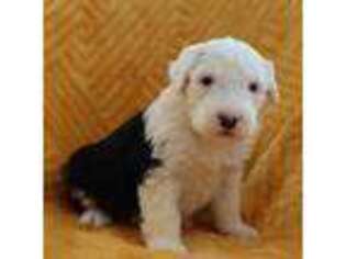 Old English Sheepdog Puppy for sale in Dryden, VA, USA