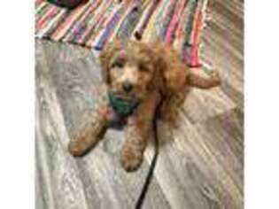 Cavapoo Puppy for sale in Richmond, VA, USA
