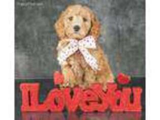 Goldendoodle Puppy for sale in East Sparta, OH, USA
