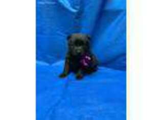 Schipperke Puppy for sale in Groesbeck, TX, USA