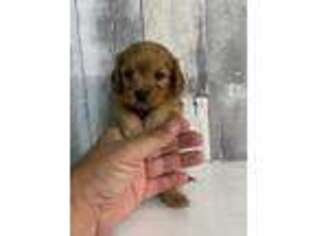 Cavapoo Puppy for sale in Red House, WV, USA