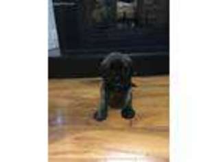 Mastiff Puppy for sale in Waverly, OH, USA