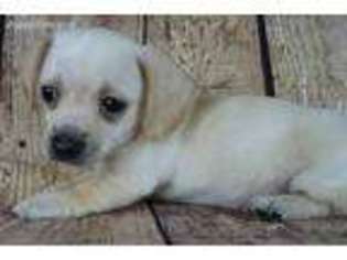 Dachshund Puppy for sale in Abilene, KS, USA