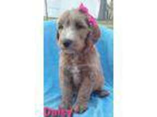 Goldendoodle Puppy for sale in Burtonsville, MD, USA