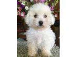 Bichon Frise Puppy for sale in Asheville, NC, USA