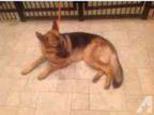 German Shepherd Dog Puppy for sale in WALLER, TX, USA