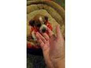 Dachshund Puppy for sale in Garden Valley, CA, USA