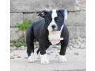 American Bulldog Puppy for sale in Weirton, WV, USA