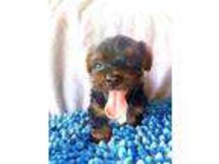 Yorkshire Terrier Puppy for sale in Blackwell, OK, USA