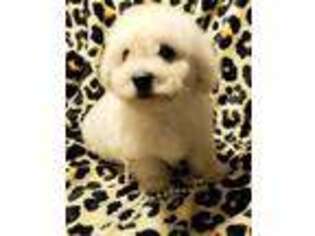 Bichon Frise Puppy for sale in Chicago, IL, USA