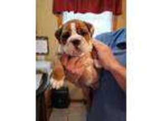 Bulldog Puppy for sale in Hamilton, AL, USA