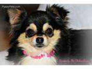 Chihuahua Puppy for sale in Leasburg, MO, USA