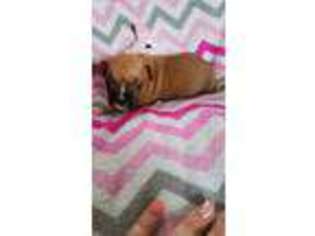 Boxer Puppy for sale in Mansfield, MO, USA