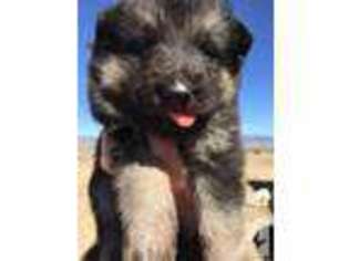 German Shepherd Dog Puppy for sale in FLORENCE, CO, USA