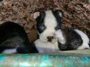 Boston Terrier Puppy for sale in Mechanicsville, VA, USA