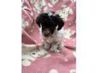 Mutt Puppy for sale in Endwell, NY, USA