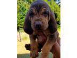 Bloodhound Puppy for sale in Decatur, TX, USA