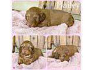 Dachshund Puppy for sale in Jacksonville, FL, USA