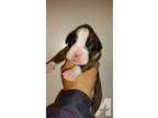 Boxer Puppy for sale in LAWTON, OK, USA