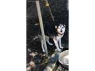 Alaskan Klee Kai Puppy for sale in Decatur, GA, USA