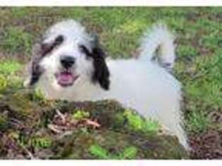 Great Pyrenees Puppy for sale in Bushnell, FL, USA