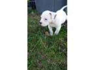 American Bulldog Puppy for sale in Lima, OH, USA