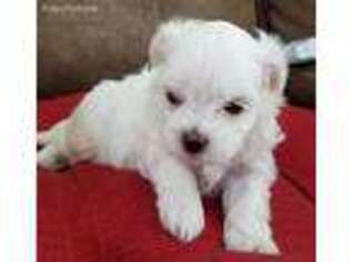 Maltese Puppy for sale in Rathdrum, ID, USA