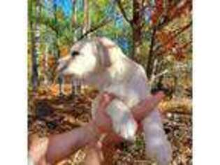 Labrador Retriever Puppy for sale in Bethune, SC, USA