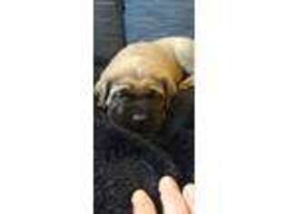 Mastiff Puppy for sale in Sandy, OR, USA