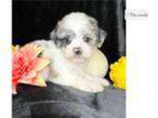 Mutt Puppy for sale in Columbia, MO, USA