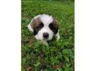 Saint Bernard Puppy for sale in Horse Shoe, NC, USA