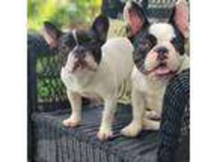 French Bulldog Puppy for sale in Imlay City, MI, USA