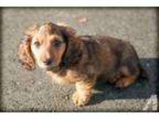 Mutt Puppy for sale in CLOVERDALE, CA, USA