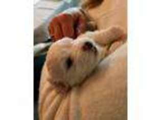 Coton de Tulear Puppy for sale in Lisle, IL, USA